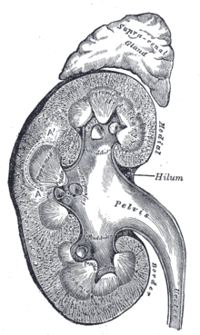 Cross section of the kidney (with adrenal gland)
