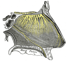 Sagittal section through the nasal cavity of humans