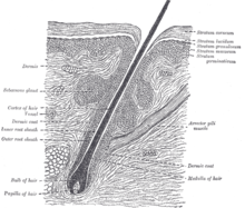 Schema van een haarfollikel, uit Gray's Anatomy (klik met de rechtermuisknop om te vergroten).