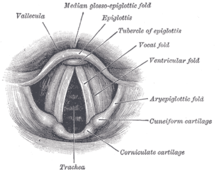Glottis and vocal cords