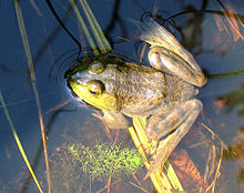 W ciągu dnia żabki mogą pływać w pobliżu. Niektóre żabki pozostaną w pobliżu roślin.