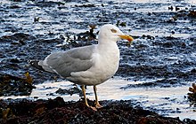 A herring gull with yellow legs, so-called omissus variant