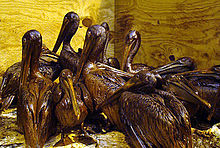Oil-smeared pelicans