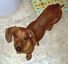 Un Dachshund rojo y liso.