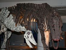Skeletal reconstructions of Limaysaurus tessonei and Giganotosaurus in the Natural Science Museum Budapest