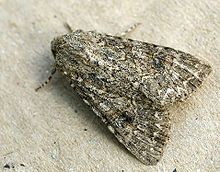 Meldenflureule; as a representative of the owl butterflies a typical moth
