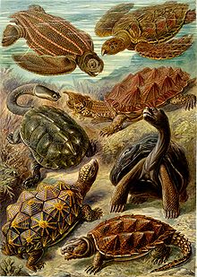 "Chelonia" (Testudines) de Ernst Haeckel's Kunstformen der Natur, 1904.