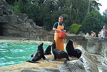 Feeding the seals at Hagenbeck Zoo