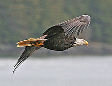 Uma águia careca voando, no Alasca