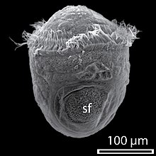 Una larva di trocoforo