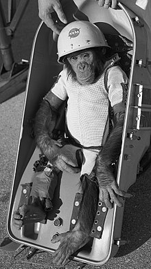 "Ham the Astrochimp," a 44-month-old chimpanzee launched into space on Jan. 31, 1961, as part of the Mercury program