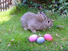 Des œufs de Pâques et un lapin ordinaire