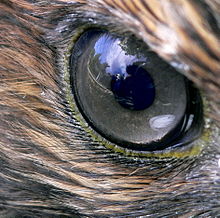 L'occhio di un falco