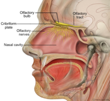 Anatomia da cabeça com nervo olfativo, incluindo rótulos para a cavidade nasal, nervos olfativos, placa cribiforme, bulbo olfativo e trato olfativo