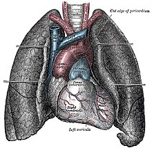 Menselijke longen en hart