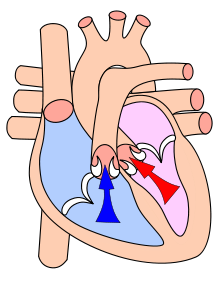 During systole, blood is pumped into the systemic circulation (red) and the pulmonary circulation (blue).