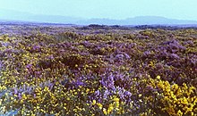 Heidegebied bij Woodbury Common, Devon (Engeland), met paarse bloemen van Calluna vulgaris en gele bloemen van Ulex gallii