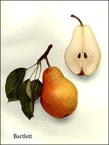 Bartlettpäron, från The Pears of New York (1921) av Ulysses Prentiss Hedrick.  