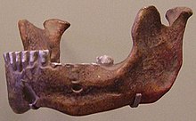 Reconstruction of the lower jaw of Mauer