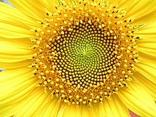 Zonnebloemenkop met bloemen in spiralen van 34 en 55 rond de buitenkant