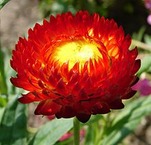Una varietà a fiore rosso-arancione
