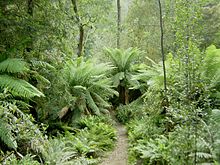 Gematigd regenwoud in Tasmania's Hellyer Gorge