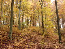 Summergreen deciduous forest in autumn foliage near Hülshof, Central Hesse