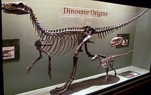 The early dinosaurs Herrerasaurus (large), Eoraptor (small) and a Plateosaurus skull