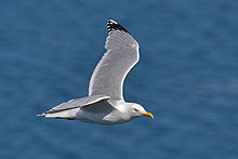 Flying herring gull with clearly visible hand wing pattern