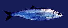 Atlantic herring (Clupea harengus)