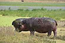 Hippopotamus with injured skin in the Ngorongoro in Tanzania