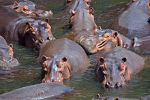 Densely packed hippos at the Luangwa in Zambia