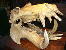 Skull of a hippopotamus