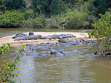 Hippos spend most of the day in the water, sunbathing on the sandbank is partly for thermoregulation