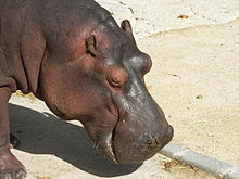 Een nijlpaard in de dierentuin van Lissabon