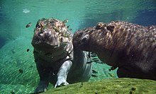 Hippos under water