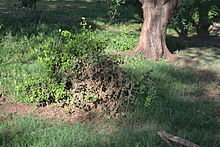 Dung heap of a hippo in Tsavo West National Park in Kenya