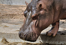 The broad head of a hippopotamus
