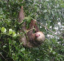 Hoffmann's Two-Fingered Sloth