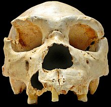 Skull no. 5 of Sima de los Huesos, excavated 1992