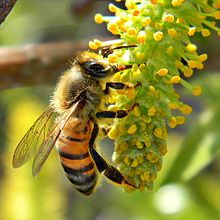 V živočíšnej ríši prejavujú včely robotnice altruizmus, keď útočia na iné zvieratá, ktoré ohrozujú úľ. Včela bodne a vstrekne jed. Keď to urobí, včela zahynie, ale robí to dobrovoľne, aby bránila úľ.