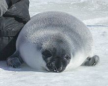 Cachorro de foca de casco (junto al investigador) en el hielo del Golfo de San Lorenzo