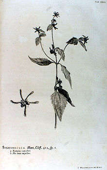 In the Hortus Cliffortianus Linné named the genus Sigesbeckia after Johann Georg Siegesbeck, who became one of his most outspoken critics a little later. The drawing is by Jan Wandelaar.