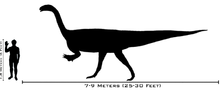 A large specimen of P. engelhardti in size comparison with a human being
