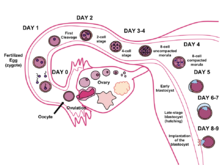 Emberi megtermékenyítés. A spermium és a petesejt egyesül a megtermékenyítés során.