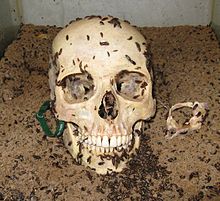 Dermestid kevers worden gebruikt om een menselijke schedel schoon te maken bij Skulls Unlimited International, Oklahoma City, Oklahoma