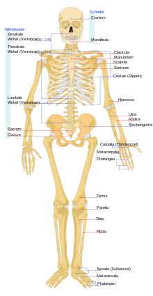 Human skeleton (front view)