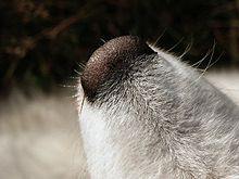 An unsnuffed dog nose, here of a Samoyed, is one of the most sensitive olfactory organs