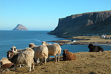 Faeröerse schapen, Hvalba.  