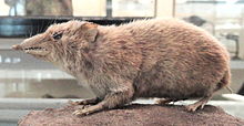 The short-tailed rat hedgehog belongs to the rat hedgehogs, the second group within hedgehogs.